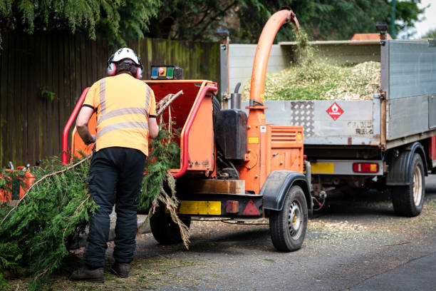 Best Stump Grinding and Removal  in Burton, MI