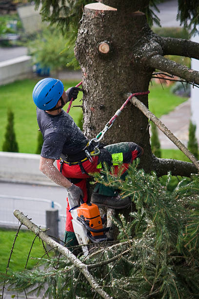 Best Lawn Watering Services  in Burton, MI